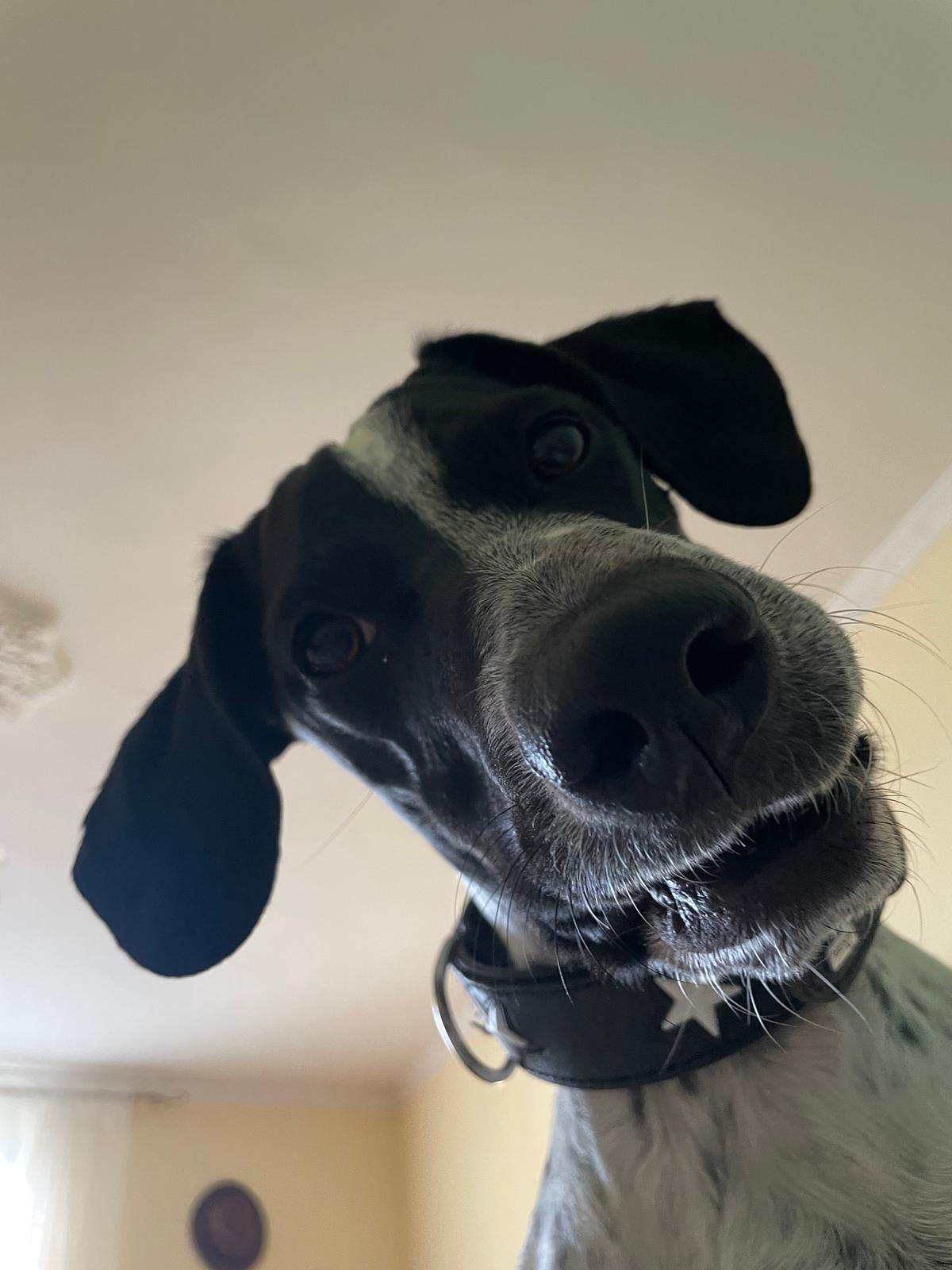 Photo of Jilly the dog