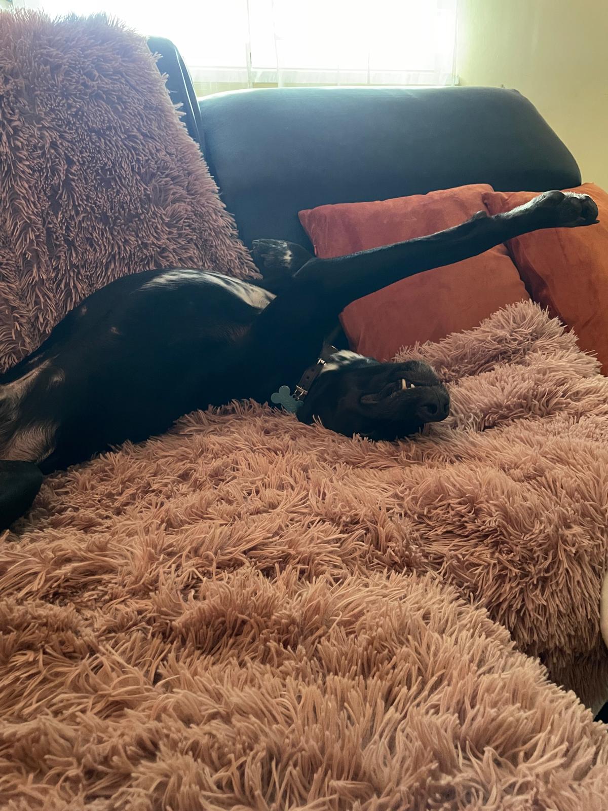 Photo of Pippo the dog