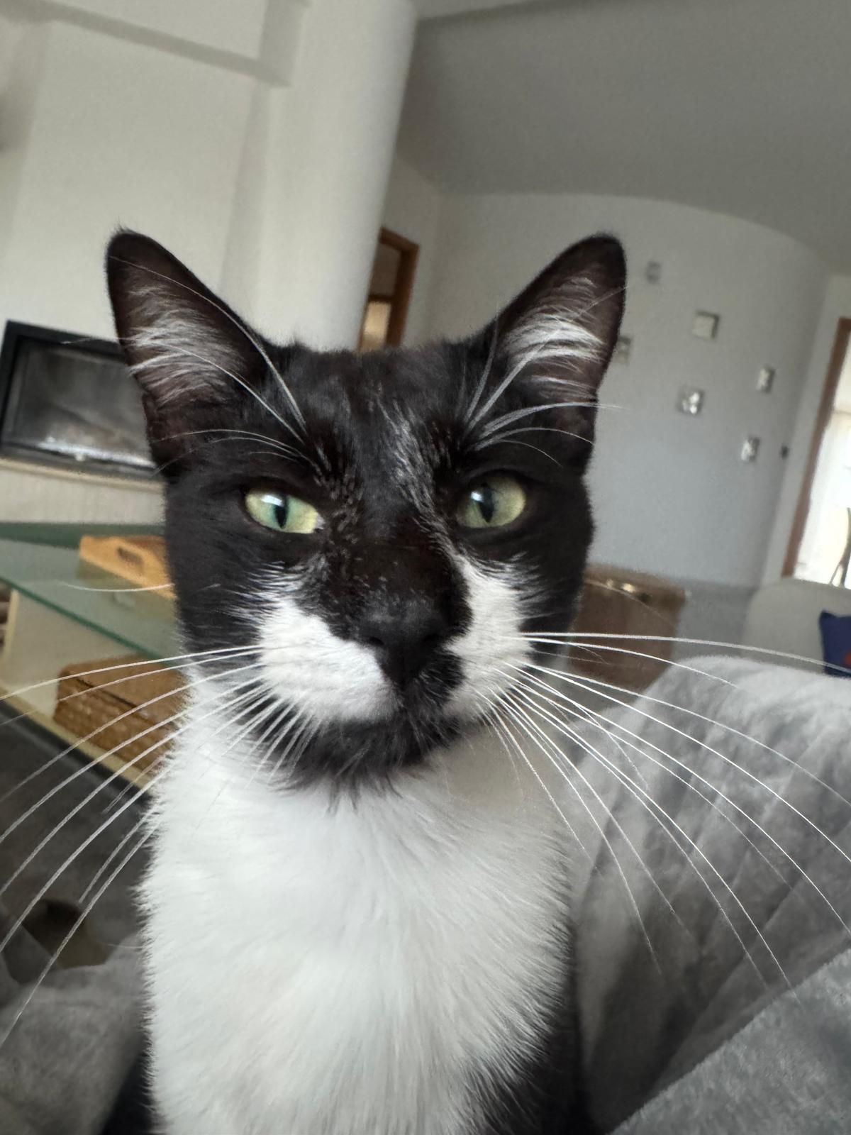 Photo of Saverio the cat